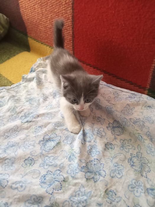 Кошенята звичайні