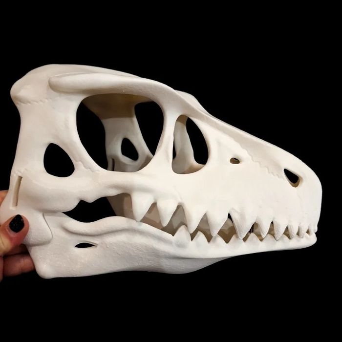 Фурсьют основа скалл раптора