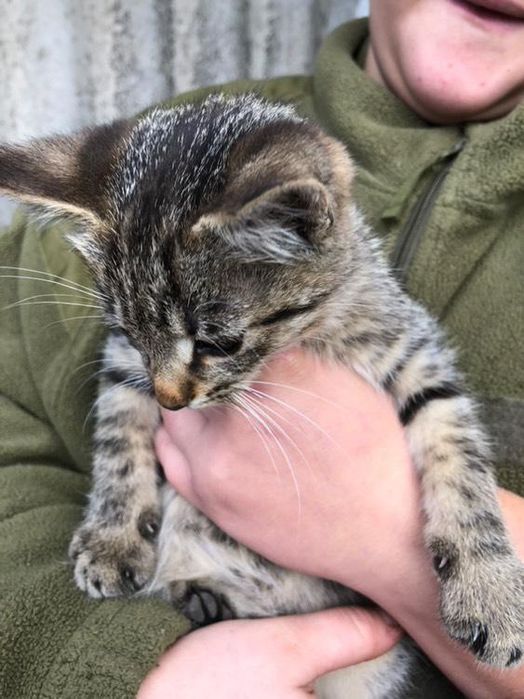 Віддам кішечку в добрі руки