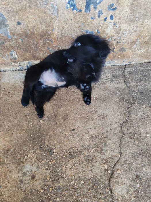 cachorro  Leão para adopção só para moradia e para quem o vacinar