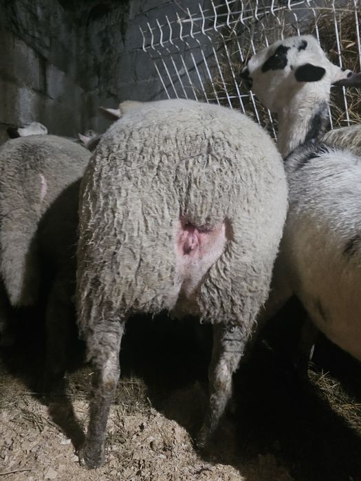 Île-de-France top Vendo ou Troco