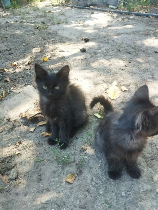 Отдам котят бесплатно