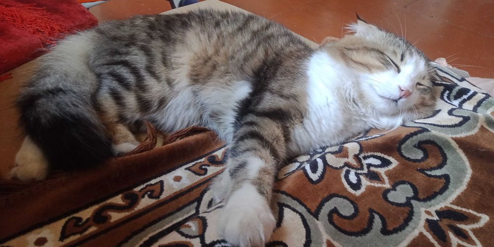 Продам красеня кота, для потомства.