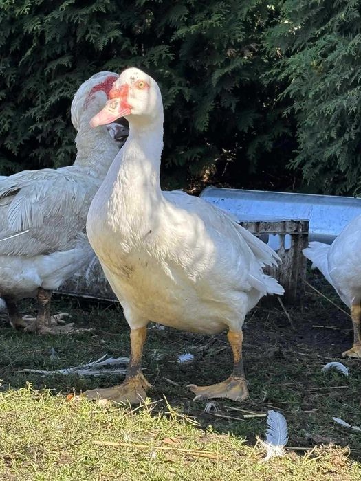 Kaczki sprzedam z tego roku