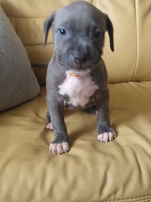 American staffordshire terrier