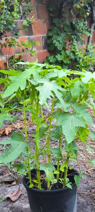 Plantas de mamão formosa com cerca de 1 m de altura