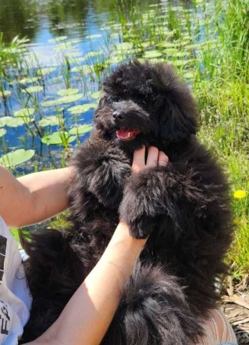 Дизайнерський хлопчик-юніор шпіцпу в розкішному хутровому типі. Київ