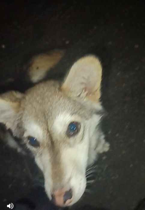 Загубилась собачка