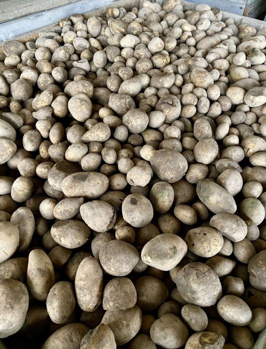 Sprzedam ziemniaki odpadowe 50gr