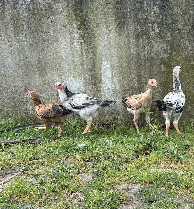 Frangos indios gigante  com 3 meses