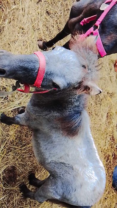 Pônei  Appaloosa com 7 meses já anda há corda