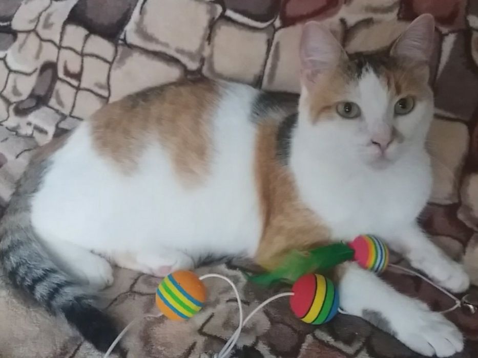 Трьохколірна / трьохмасна молода кішка. Має мікрочіп, ветпаспорт..