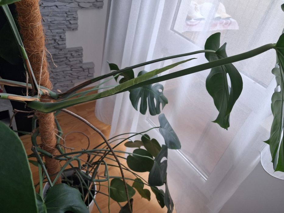 Monstera - kwiat doniczkowy