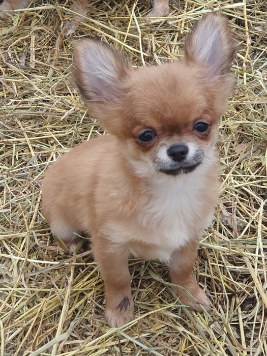Мальчие чихуахуа красный соболь