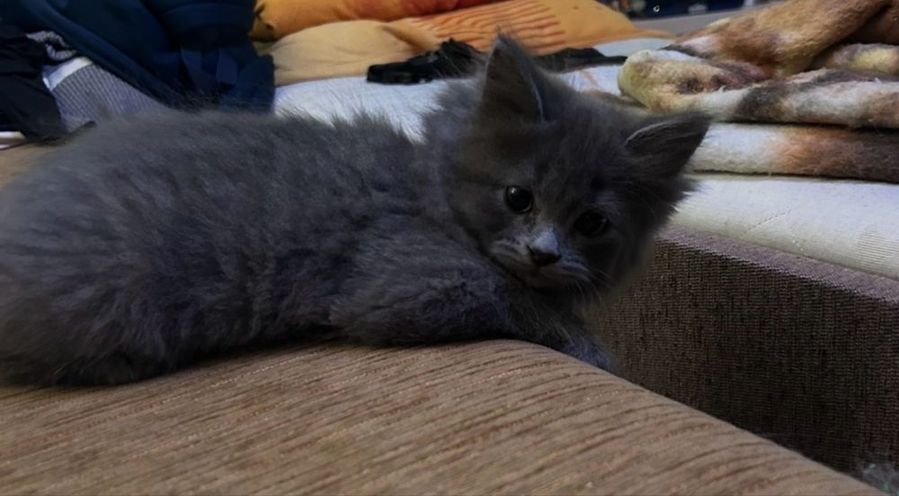 Kocur syberyjski z rodowodem