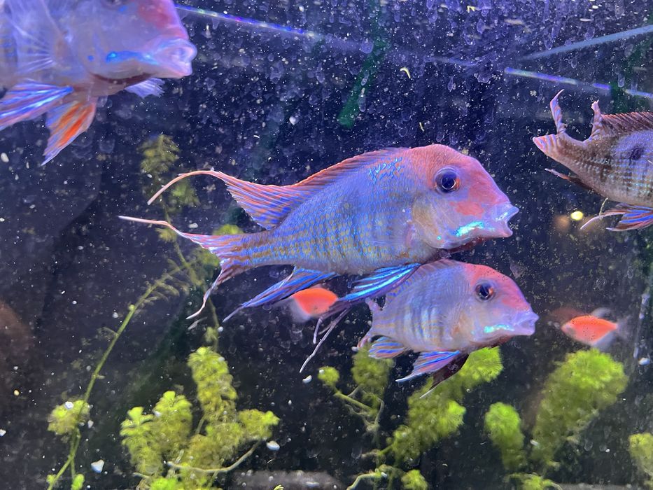 Ziemiojad geophagus tapajos red head samiec