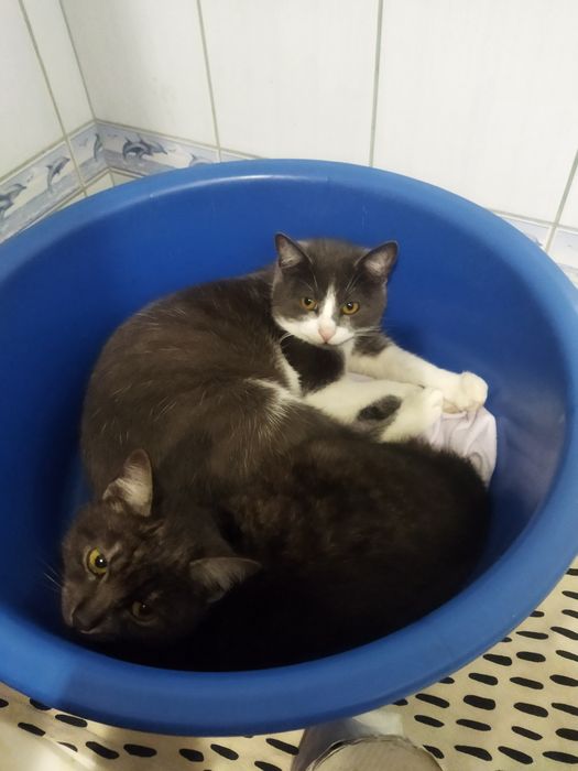 Віддам котів в добрі руки
