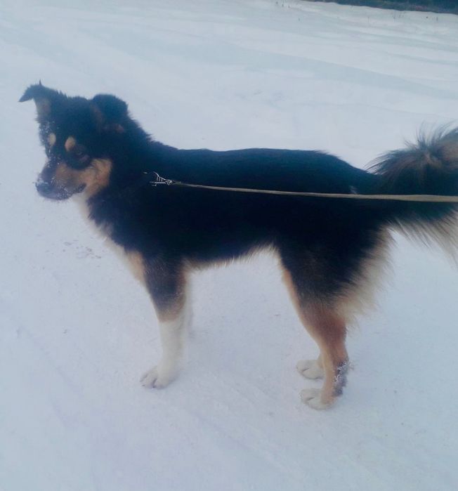 Собачка шукає дім