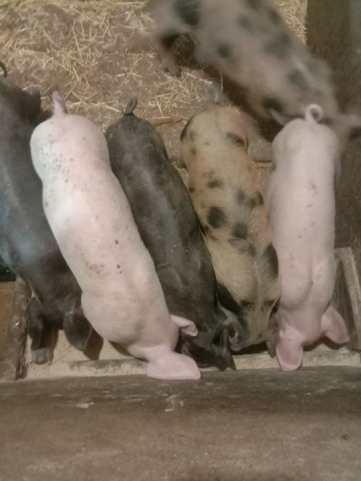 Продам домашніх поросят.