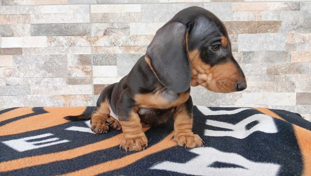 Jamnik  krótkowłosy piesek