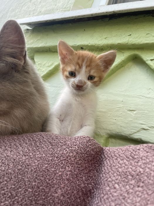 Віддамо кошеня, дівчинка