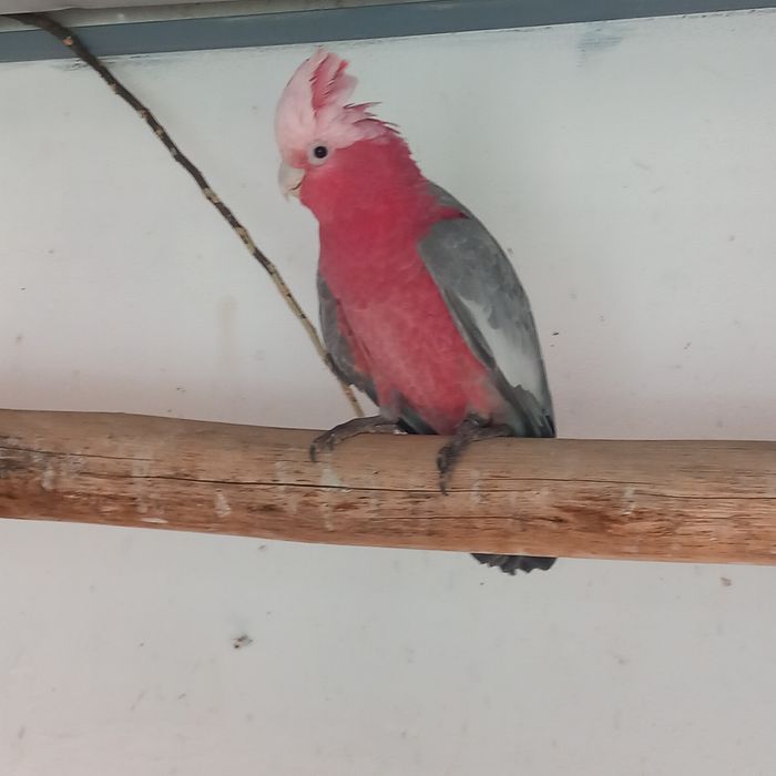 Catatua galah  femea