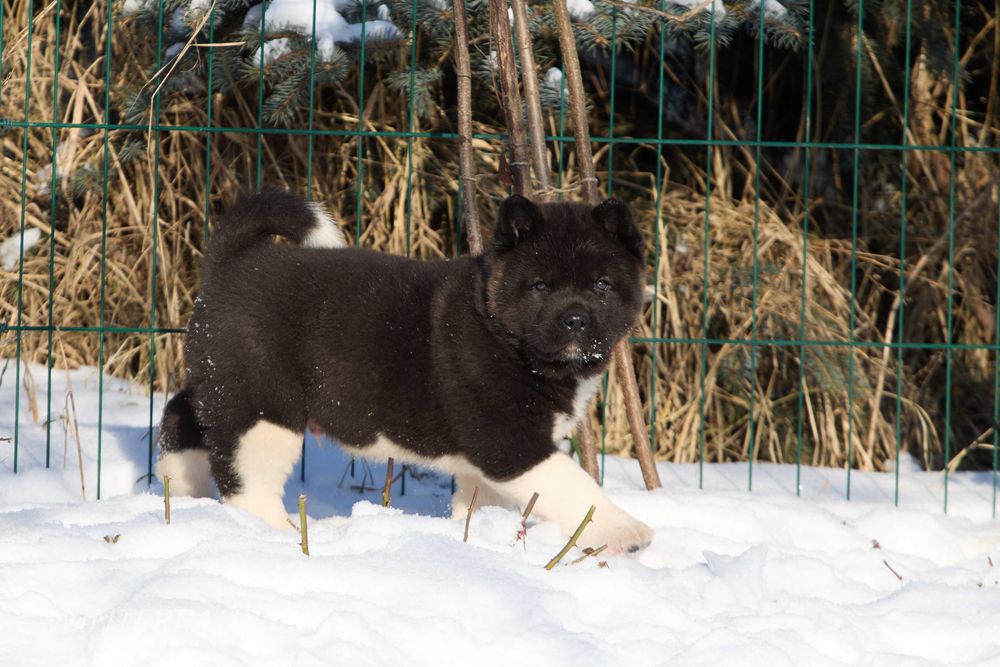 Американская Акита ~ American Akita FCI ! КСУ