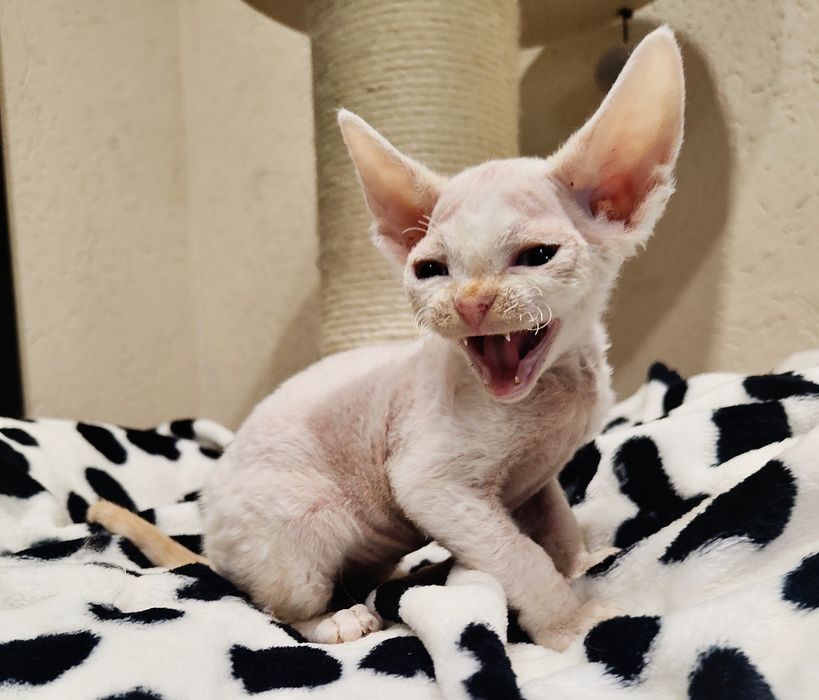 Devon rex kocurek
