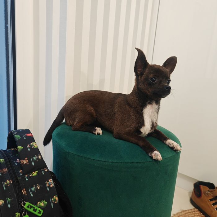 Chihuahua sunia 5 mies rodowód chip Paszport sarenka