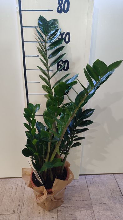 Продам земіакулькус