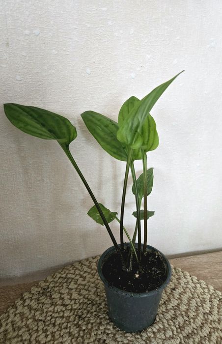 Кімнатні рослини