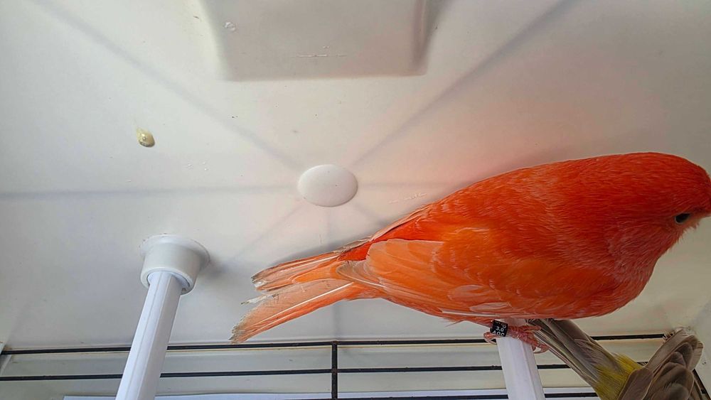 Canários vermelhos intensos e nevados