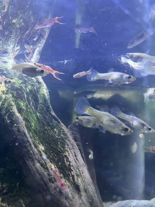 Gupiki (latwe w hodowli)