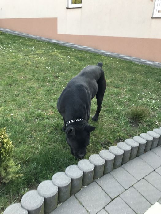 Продаю собаку породи «кане-корсо»!!!