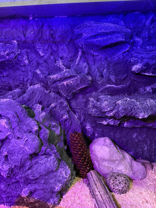 Ręcznie Tworzone Ścianki 3D do terrarium – Na Zamówienie