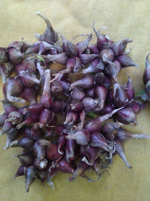 Багатоярусна цибуля для посадки 100 грам многоярусный лук