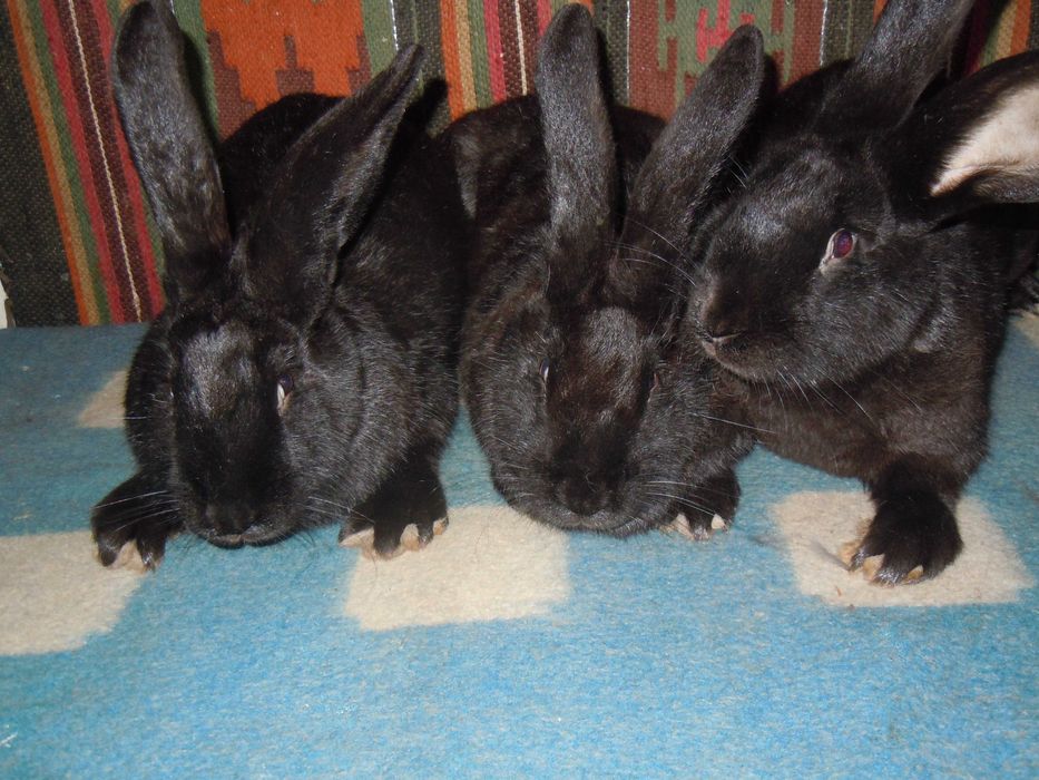 Кітні кролиці. Кролі порди - Термонська Біла .