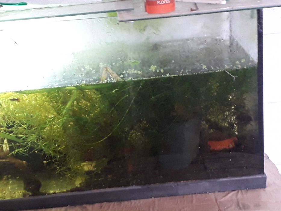 Aquário completo e comunidade Guppys