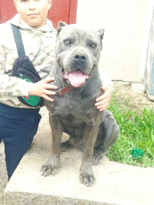 В'язка пса. Кане корсе сірого кольору  Олександр