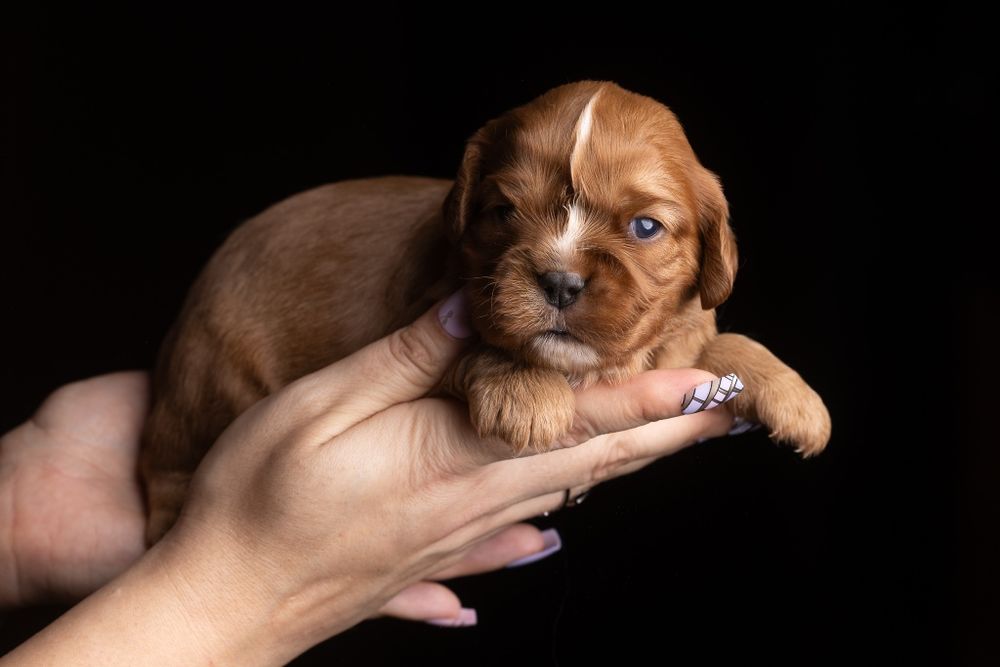 Cavalier King Charles Spaniel - Chłopczyk ruby