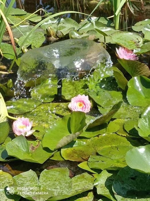 Lilia wodna, kwiat, roślina, oczko wodne