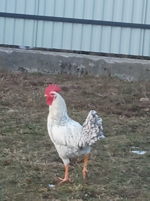 Півень Когут домашнього господарства