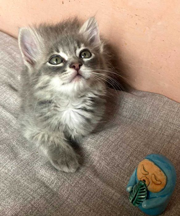 Кошеня терміново шукає сім'ю