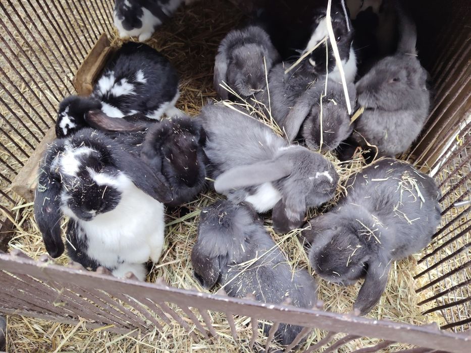 Sprzedam barany francuskie