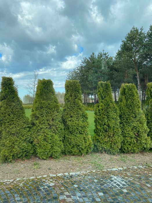 Tuja thuja szmaragd