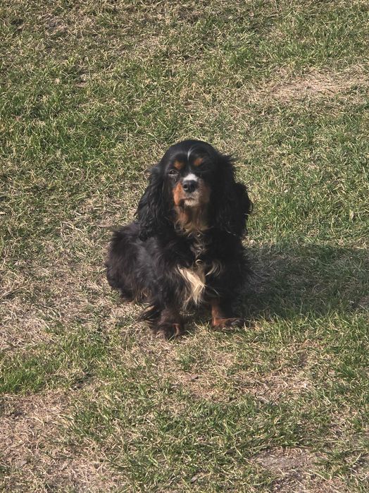 Oddam za darmo suczke cavaliera