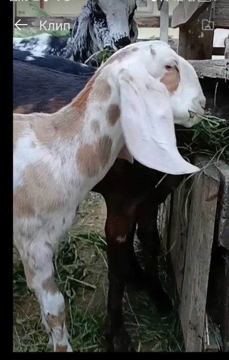 Коза нубийская 100%
