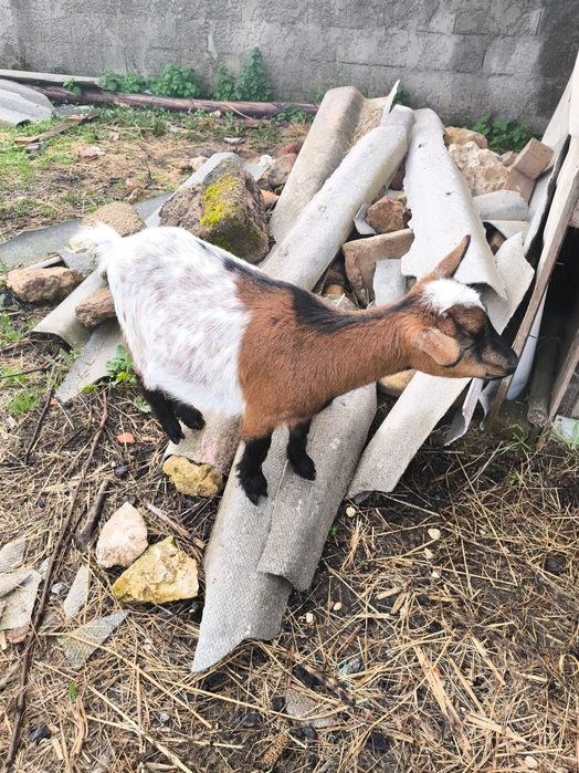 Vendo cabras muito meigas e bonitas muito bem tratadas.
