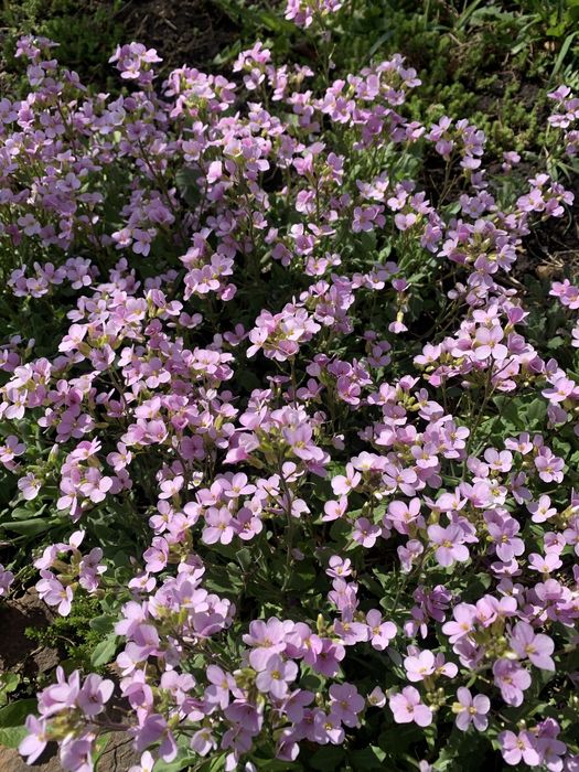 Садовые растения цветы для сада квіти