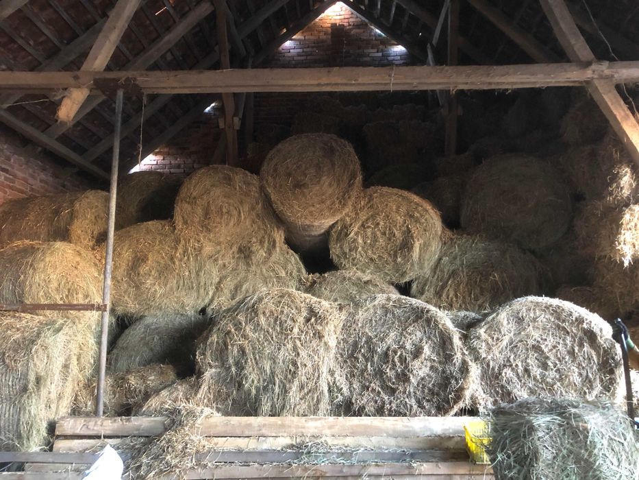 Siano belki nadwarciańskie